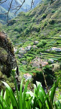 The terraces of Madeira – a typical scene on this painting holiday in Madeira